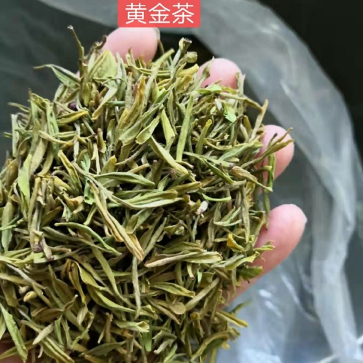 金寨县黄金茶  来自大别山特产