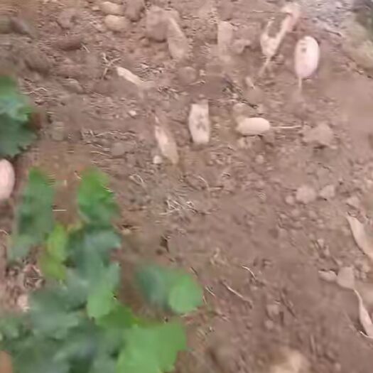 威县 龙薯九号销售