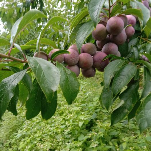 茂县脆红李 口味巴适果子大个，绿色果园，请大家欢迎订购