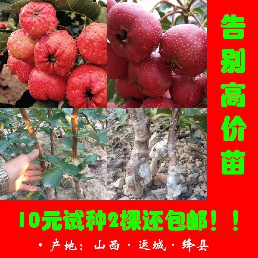绛县大果山楂苗 山楂苗