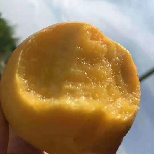 魏县 黄金蜜0桃树苗  品种纯度100％