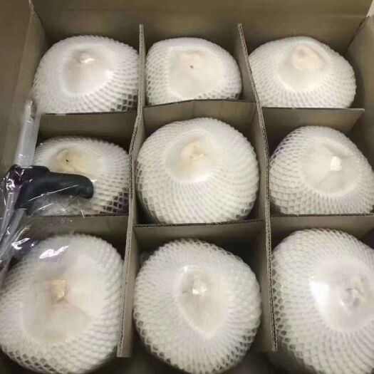 椰子  一件代发 椰青包邮