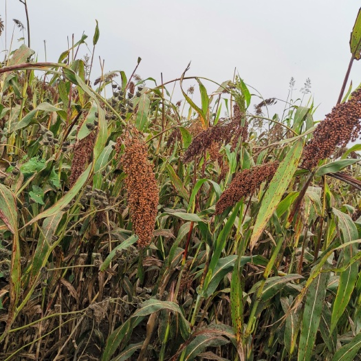 衡水红缨子高粱 头茬红缨子