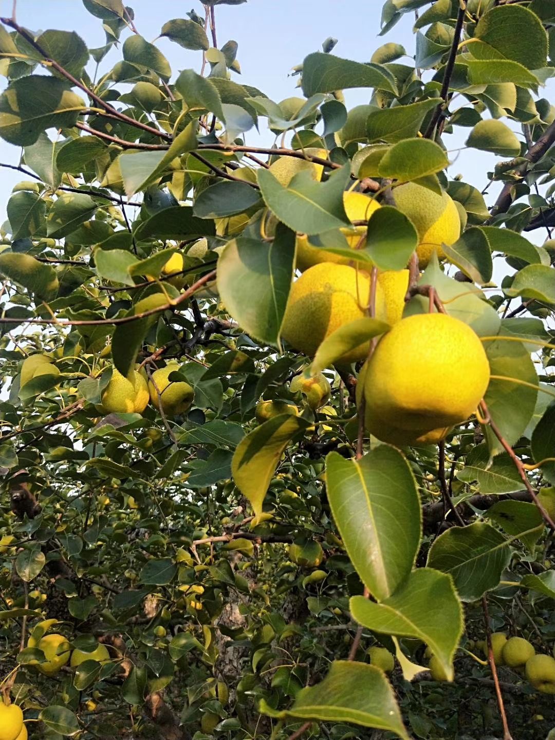  砀山酥梨🍐🍐🍐🍐🍐🍐🍐🍐🍐🍐