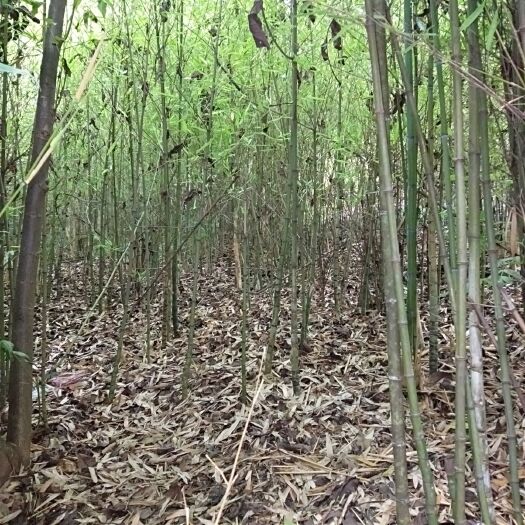 昆明罗汉竹