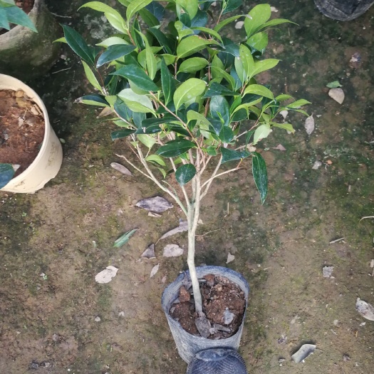 郯城县五色赤丹山茶花树苗盆栽带花苞花卉观花植物室内好养四季开花不