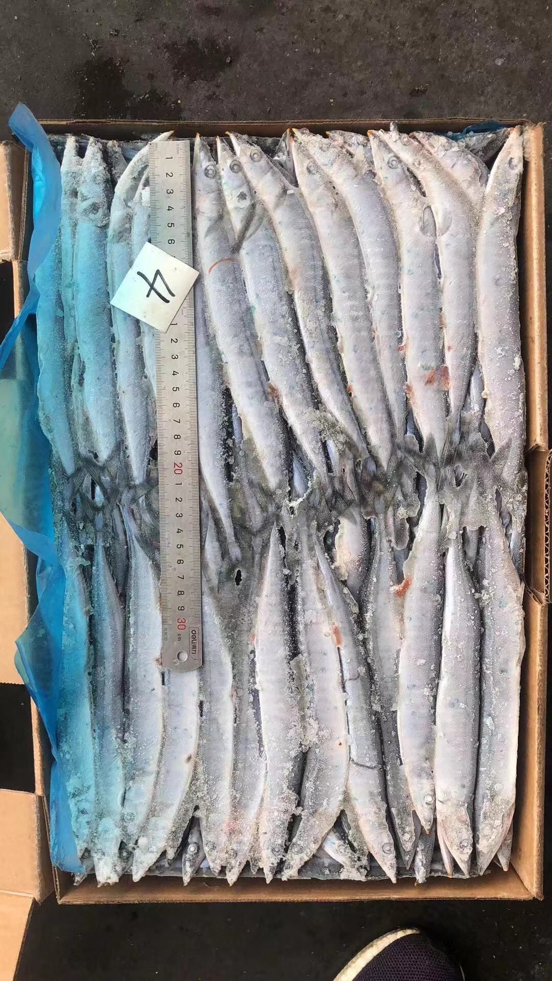 秋刀鱼