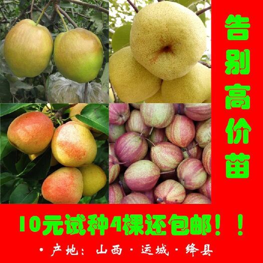 绛县 嫁接梨树苗
