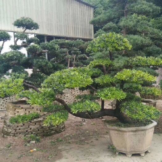浏阳市罗汉松造型师 专业造型团队