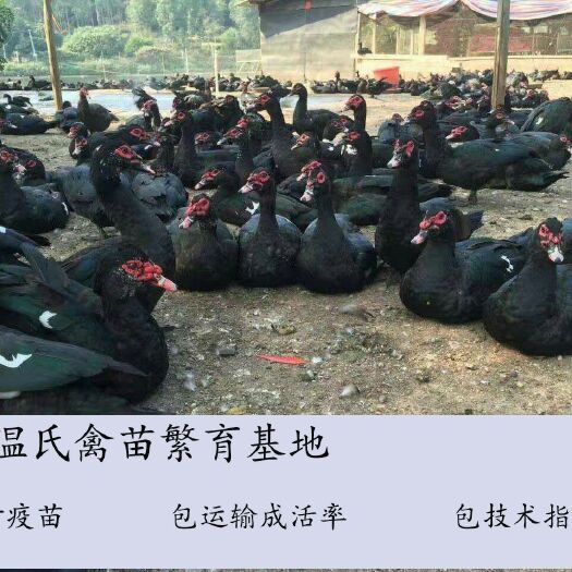 南宁番鸭苗  大种  孵化基地直供  已注射疫苗  包运输成活