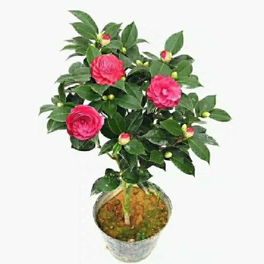 沭阳县 茶花苗盆栽盆景庭院绿化