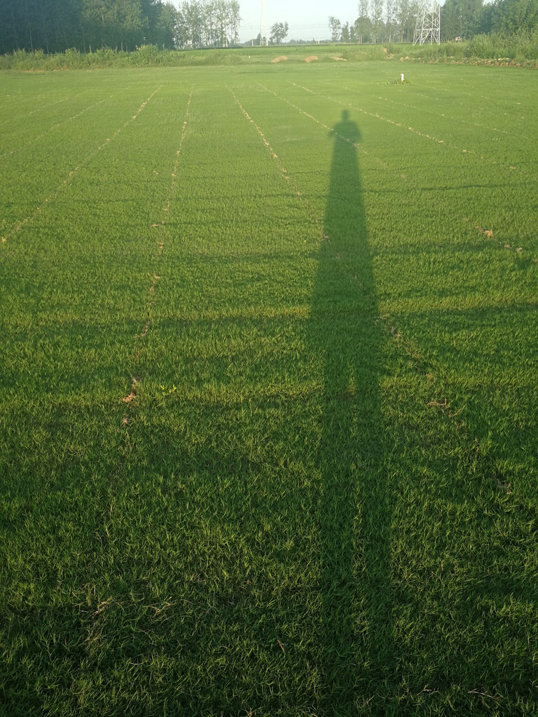  带泥土真草坪草皮马尼拉四季青果岭草别墅庭院绿化植物江浙沪包邮