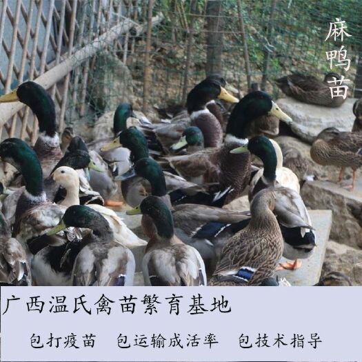南宁 合浦麻鸭苗  孵化基地直供  已注射疫苗  包运输成活