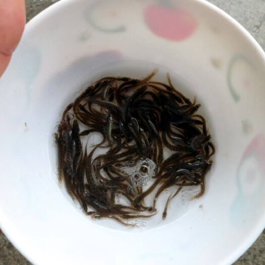 佛山 泥鳅苗泥鳅苗