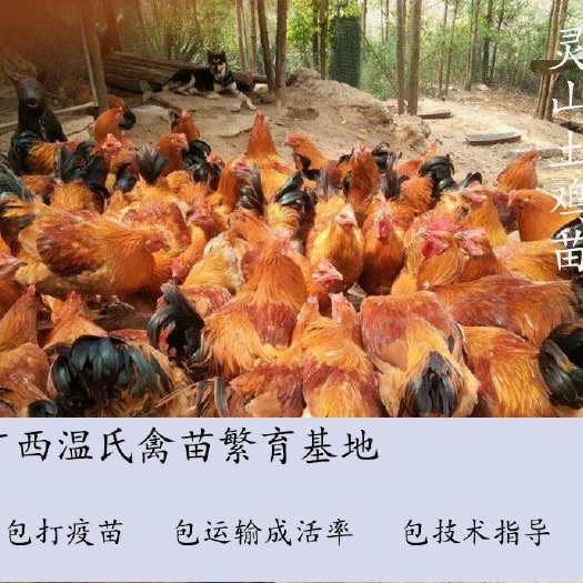 南宁 灵山土鸡苗  孵化基地直供  已注射疫苗  包运输成活