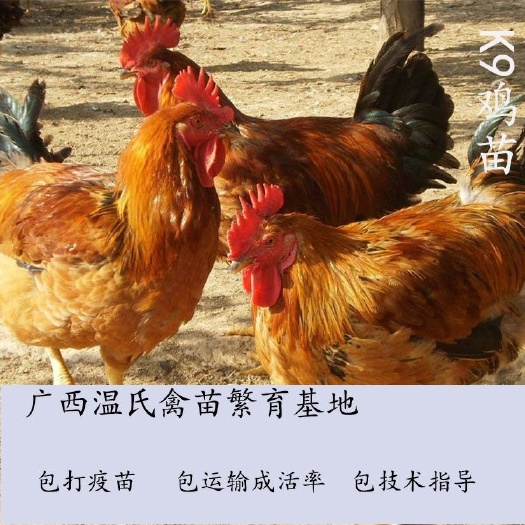 南宁 K9鸡苗  孵化基地直供  已注射疫苗  包运输成活