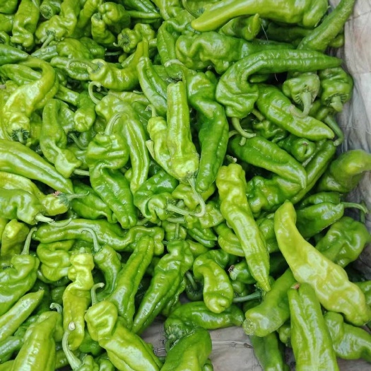 夏邑县301辣椒  线椒苏椒螺丝椒，