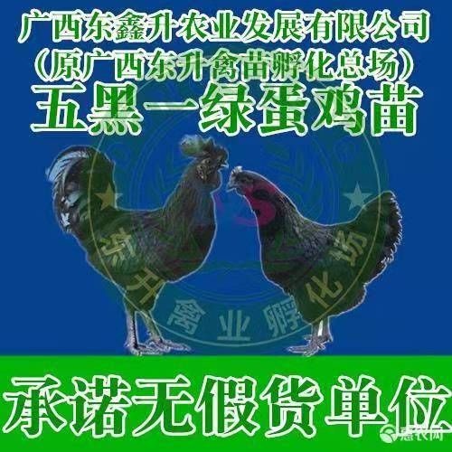 南宁 绿壳蛋鸡苗～～～～～专业孵化20年