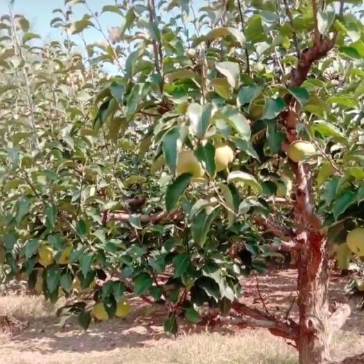 呼和浩特 苹果梨，以到呼和浩特，量大优惠，1元/斤