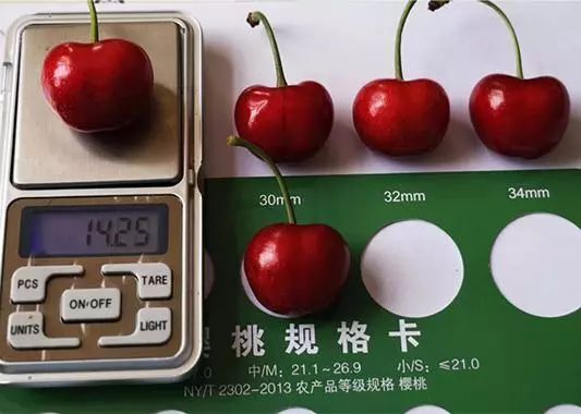 泰安 矮化俄罗斯8号樱桃苗价格矮化俄罗斯8号樱桃苗特点