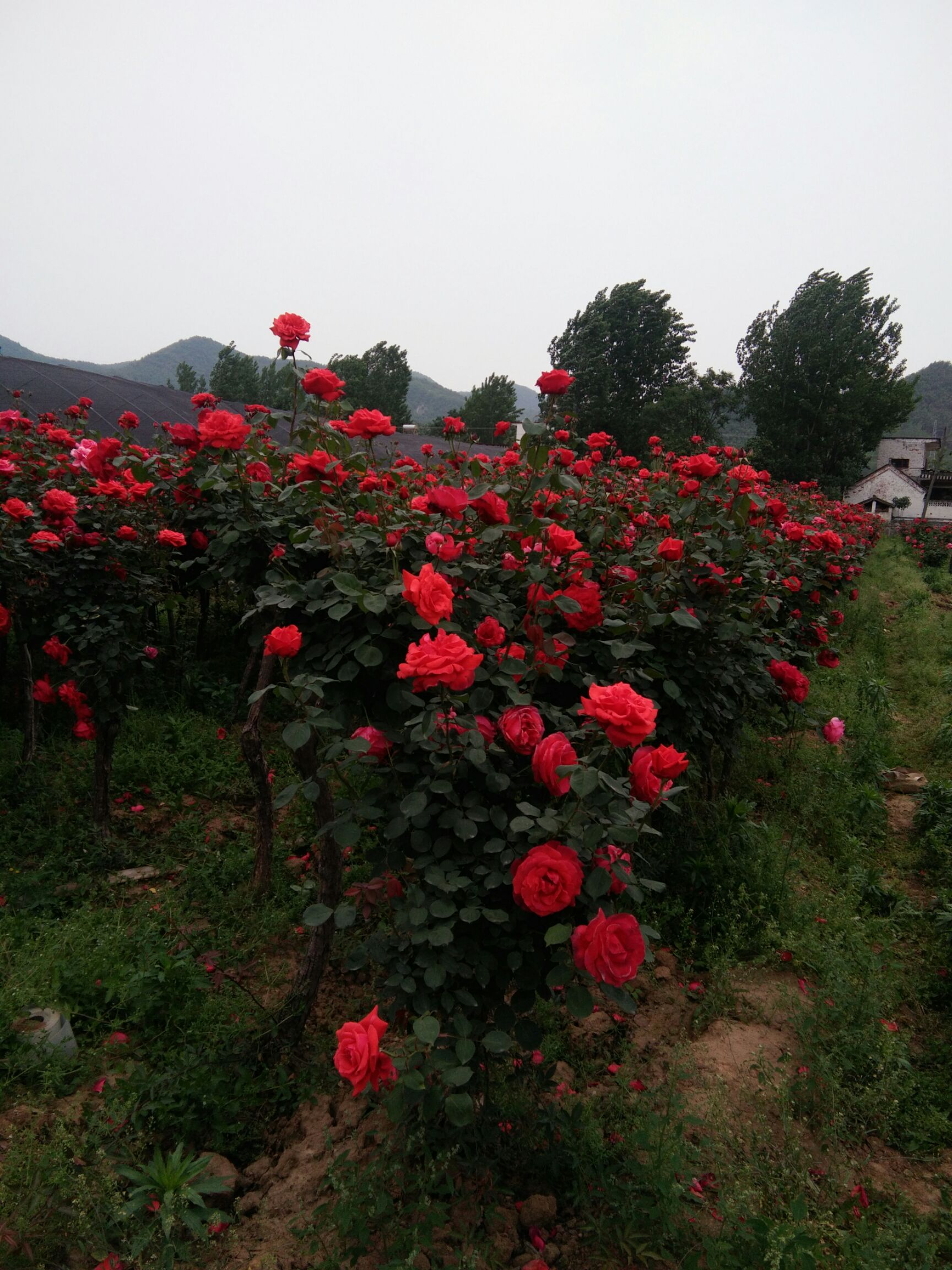 树状月季  千亩月季百花缭乱，醉人，迷人，仙境……2.5――10公分