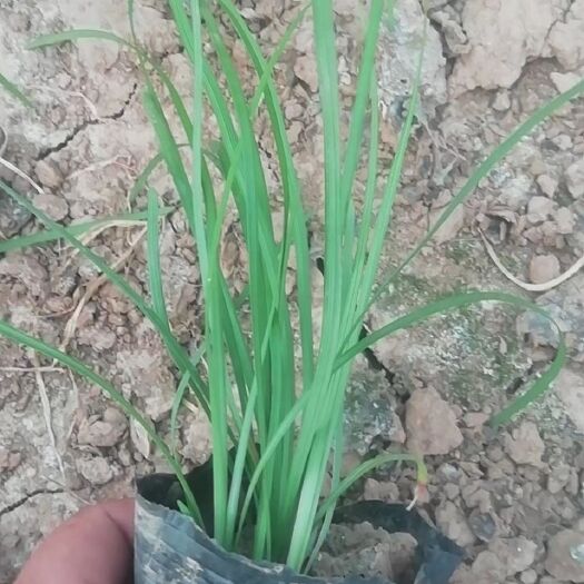 青州市麦冬草 营养钵麦冬