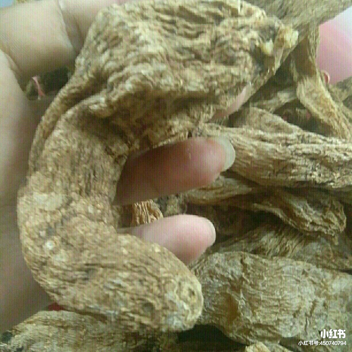  天麻