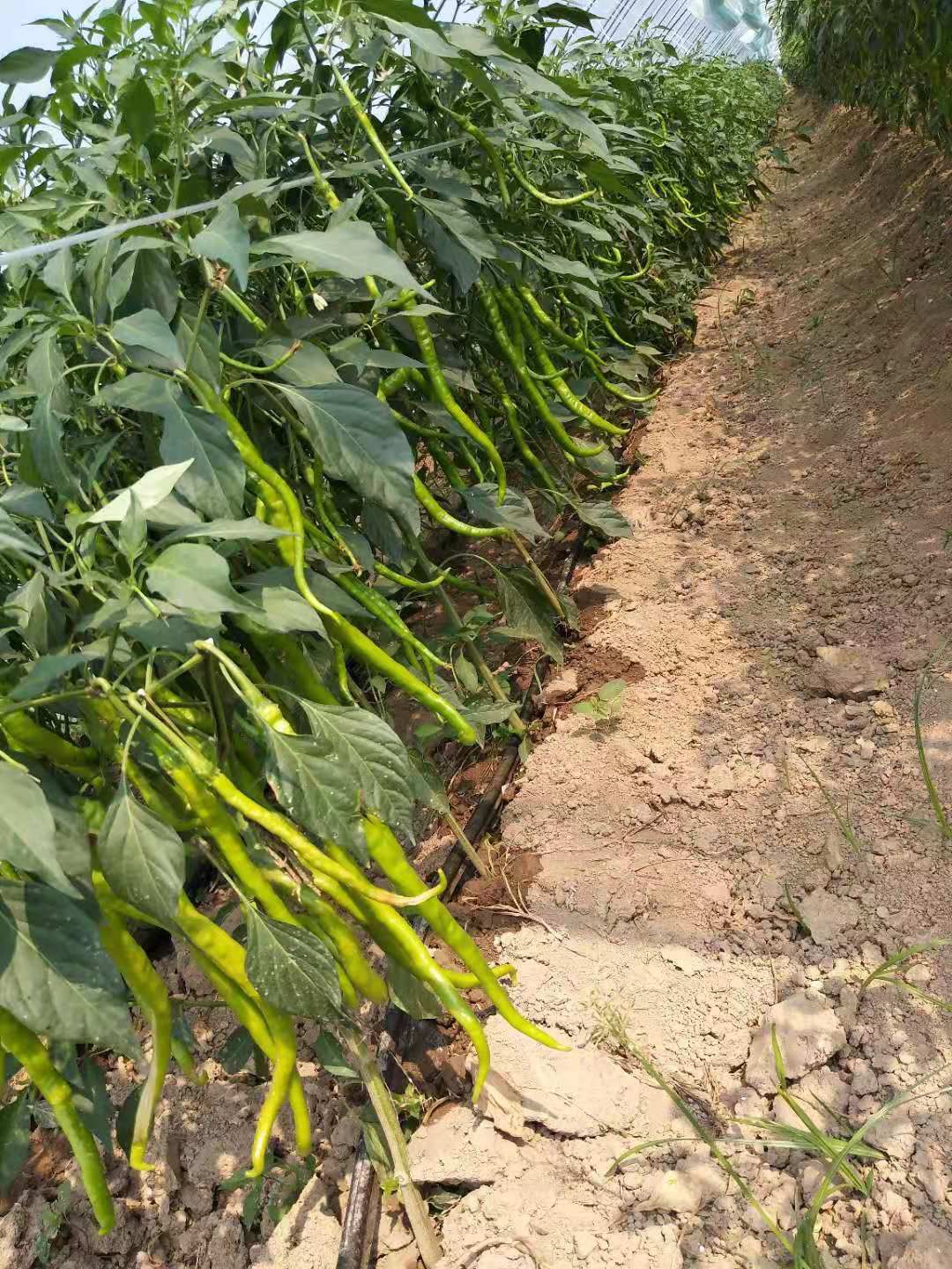 鲜泡椒 15~20cm 微辣 靑色 鲜泡椒 15~20cm 微辣 靑色