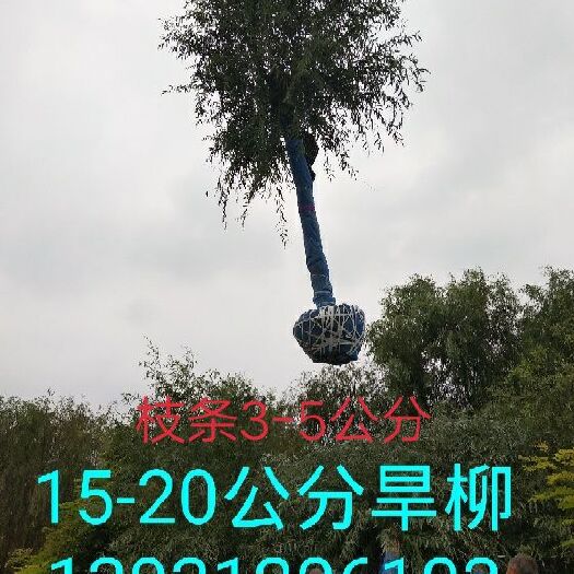 柳树苗  旱柳苗