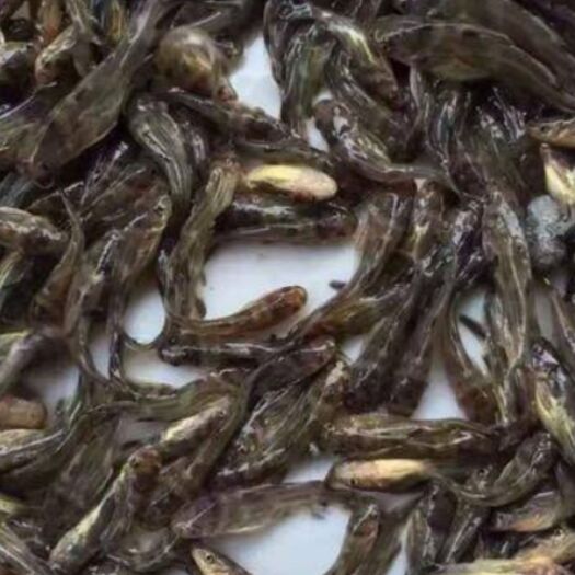 广州黄颡鱼苗 黄骨鱼生长快，量多质优欢迎来电