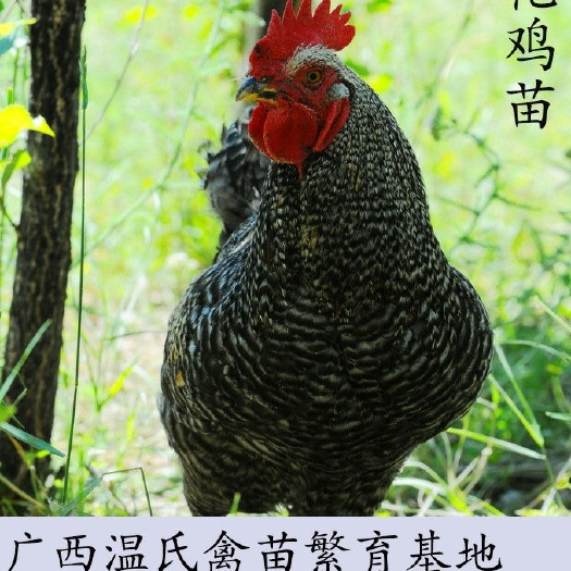 南宁 芦花鸡苗  孵化基地直供  已注射疫苗  包运输成活