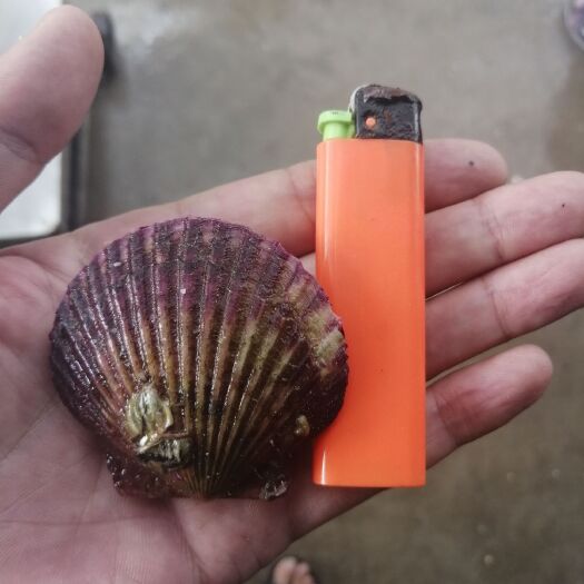 东港市 港湾贝，小红贝