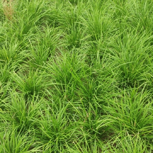 夏邑县麦冬草