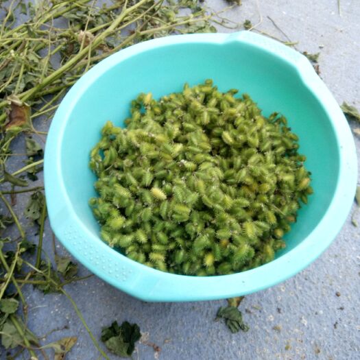 赣州苍耳子 苍耳