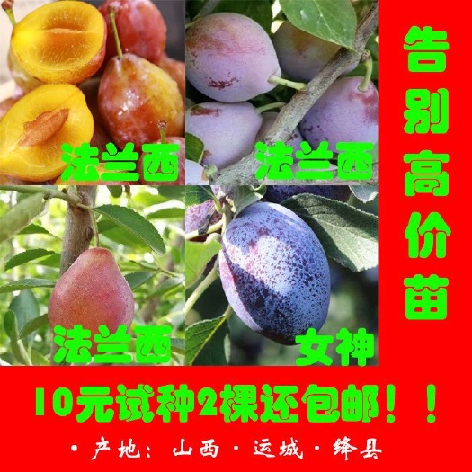 绛县黑宝石李子苗 法兰西梅李子苗