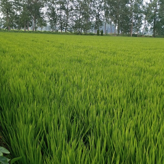 建湖县射阳大米 一等品 晚稻 粳米