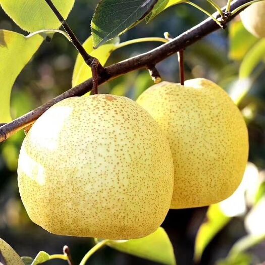 砀山县 砀山酥梨🍐🍐🍐🍐🍐🍐🍐🍐🍐🍐