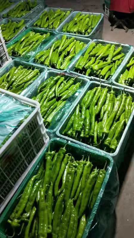 青州市圆椒 尖椒，线椒……已上市