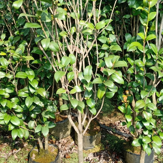 荔浦市 3-5公分茶花袋苗