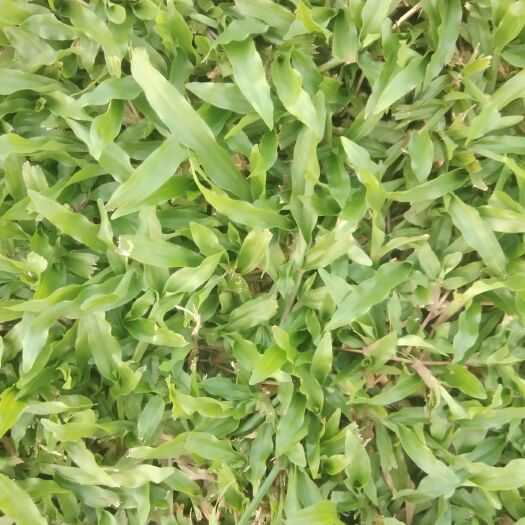 宾阳县大叶油草