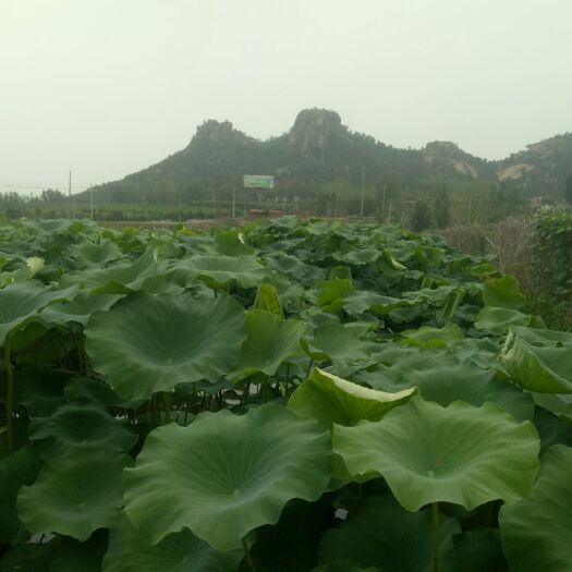 济南 现有50亩雪藕准备采挖出售望广大批发商洽谈采购。