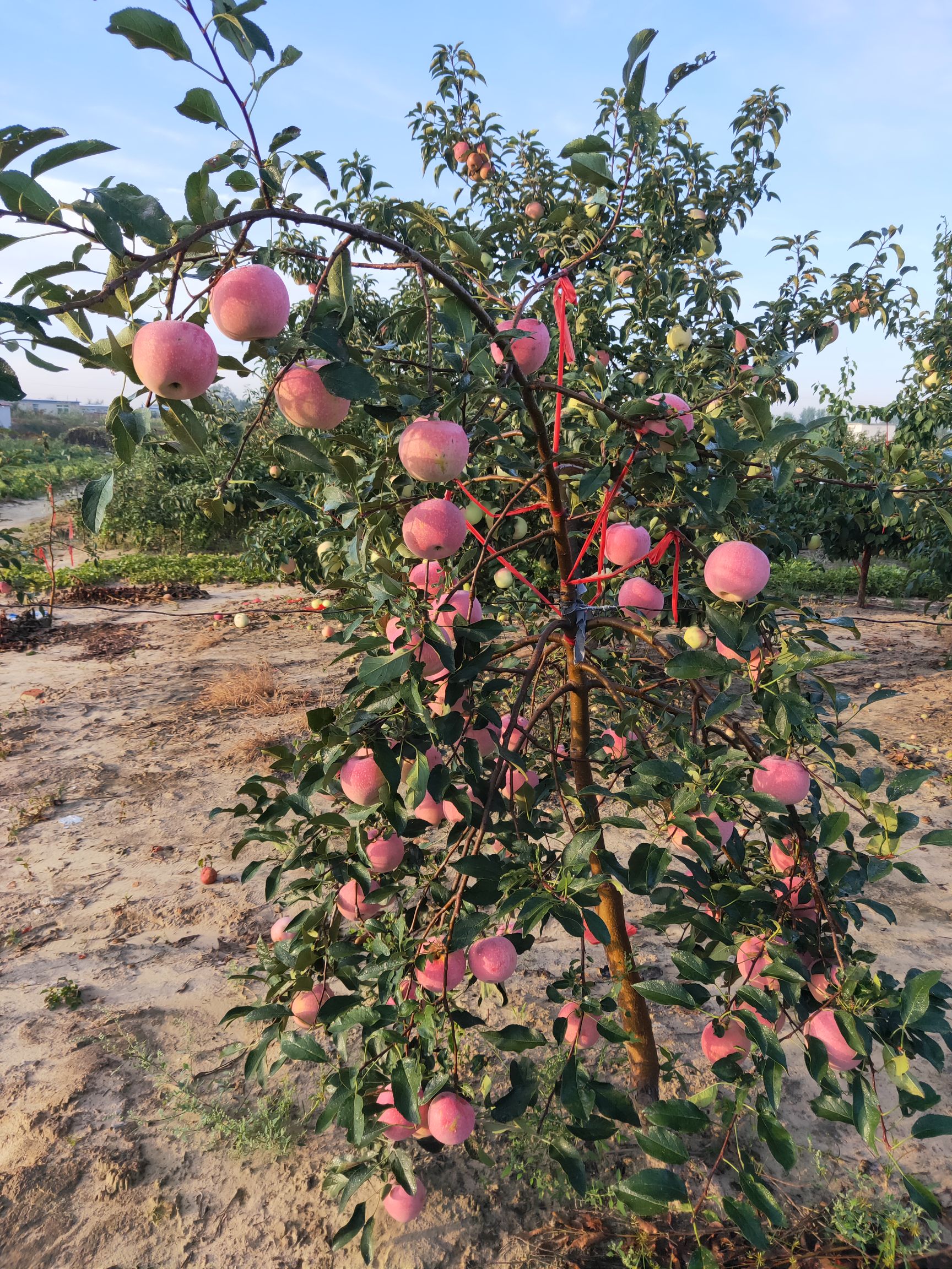 寒富苹果国庆节前大量上市,希望广大客商前来抢购