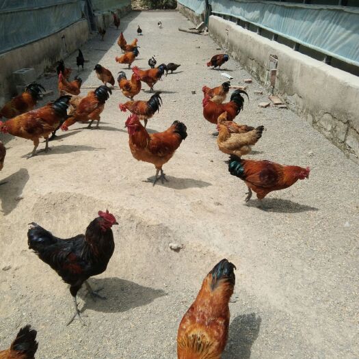清镇市 正宗的散养鸡