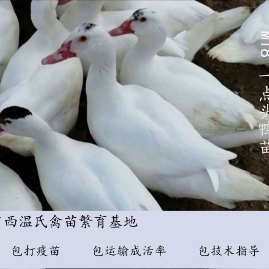 南宁 M18鸭苗  孵化基地直供  已注射疫苗  包运输成活