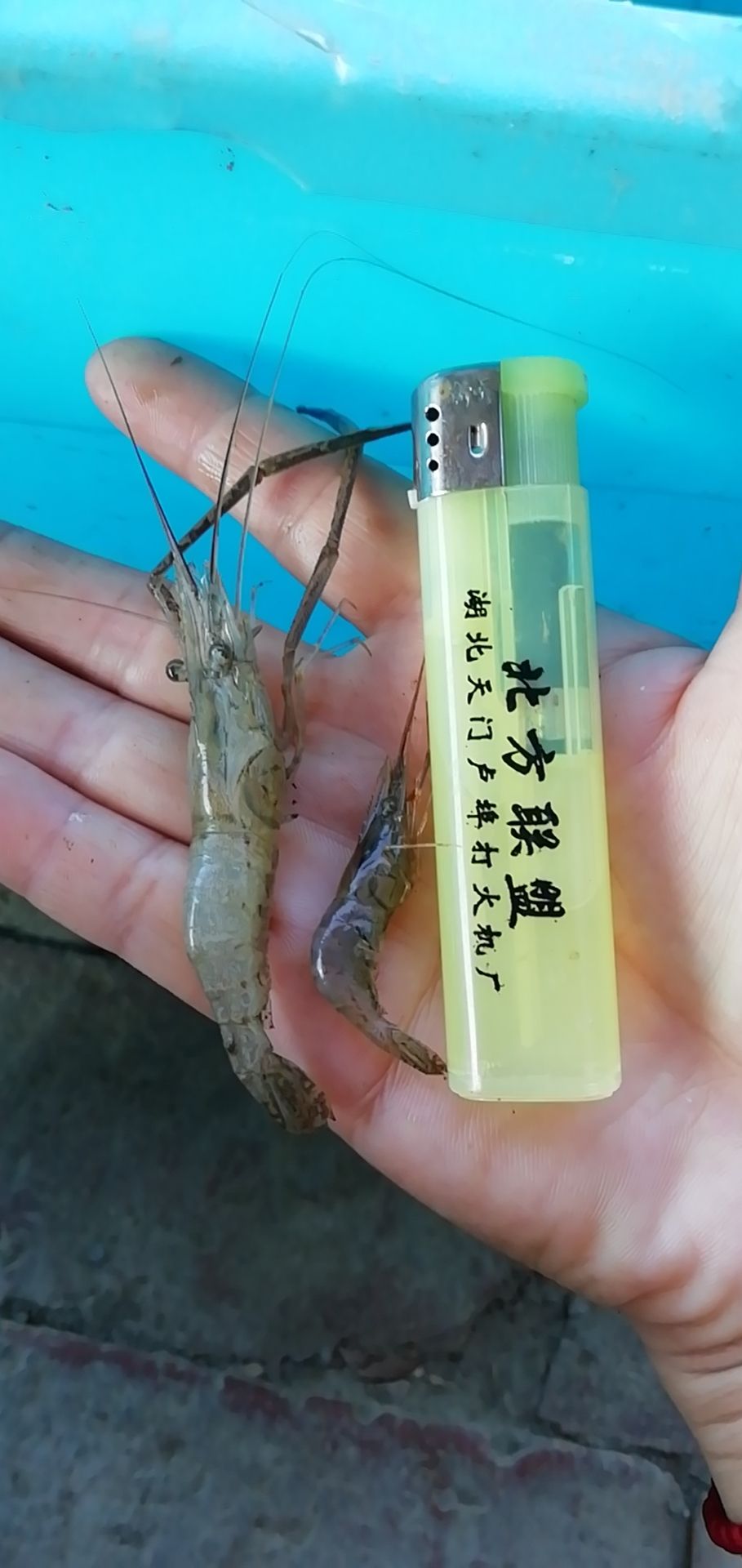 潜江市草虾 4厘米以下
