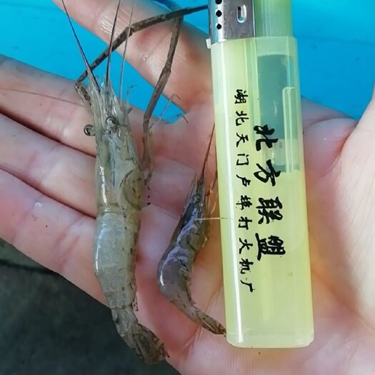 潜江市草虾 4厘米以下