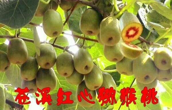 苍溪县红阳猕猴桃苗  红阳红心❤️猕猴桃苗，基地直供品质保证，成活率高，包技术！