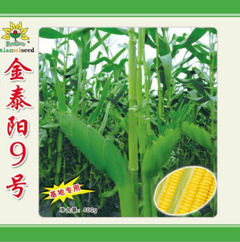 遂溪县甜玉米种子  金泰阳9号基地专用种
