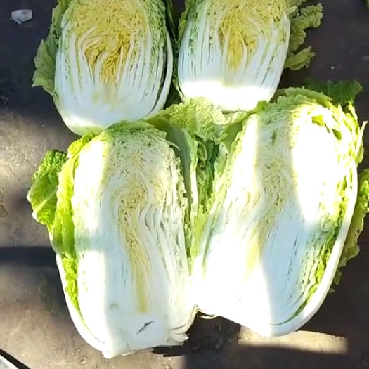 洮南市黄心大白菜  吉林白城黄心菜大量上市，品种:小义和秋，4一5