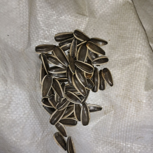 塔城市葵花仁 食葵